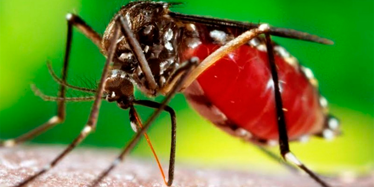 Aedes aegypti ou mosquito da dengue.(Foto: Banco de imagens)