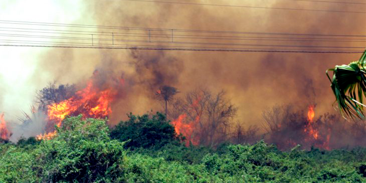 Combate a crimes florestais. (Foto: Divulgao)
