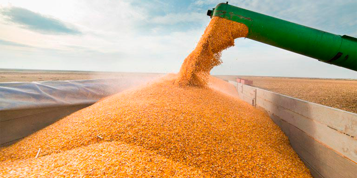 Mato Grosso, lder em produo de gros no Brasil. (Foto: Divulgao)