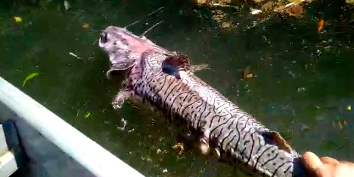 Peixes voltam a morrer no Rio Teles Pires em Sinop. (Foto: Divulgao)