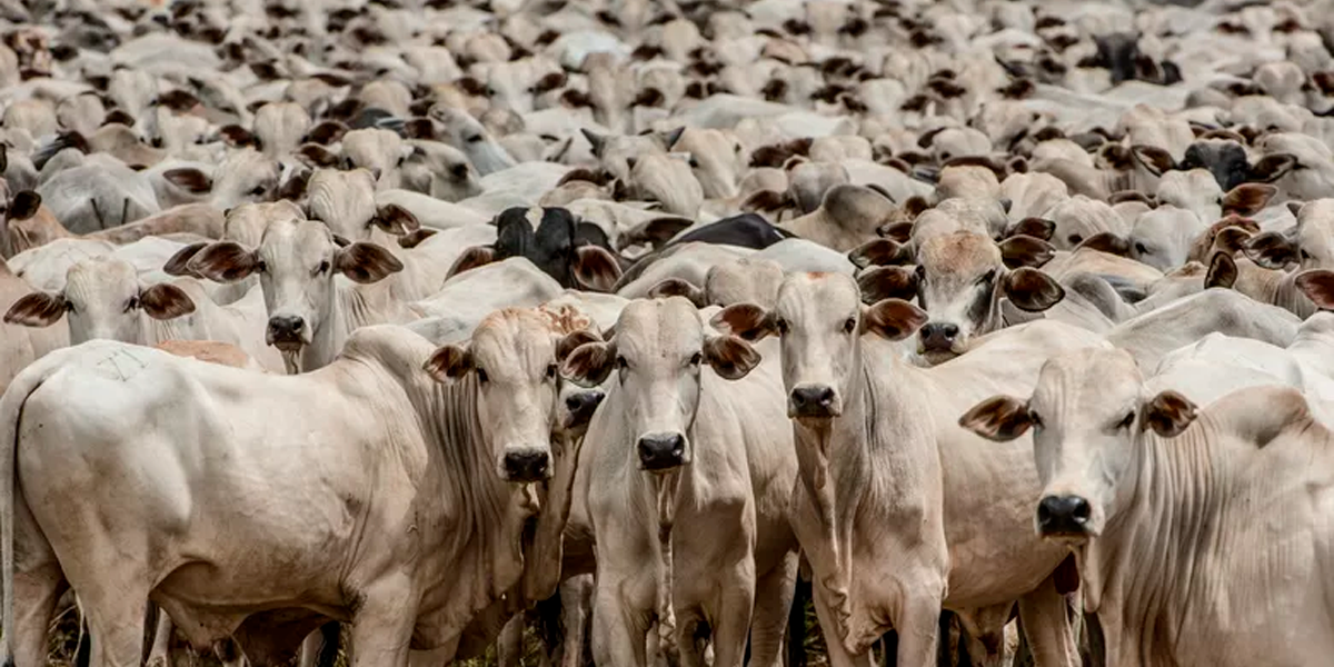 Mato Grosso  o estado com maior rebanho bovino no Brasil. (Foto: Divulgao / GCom)