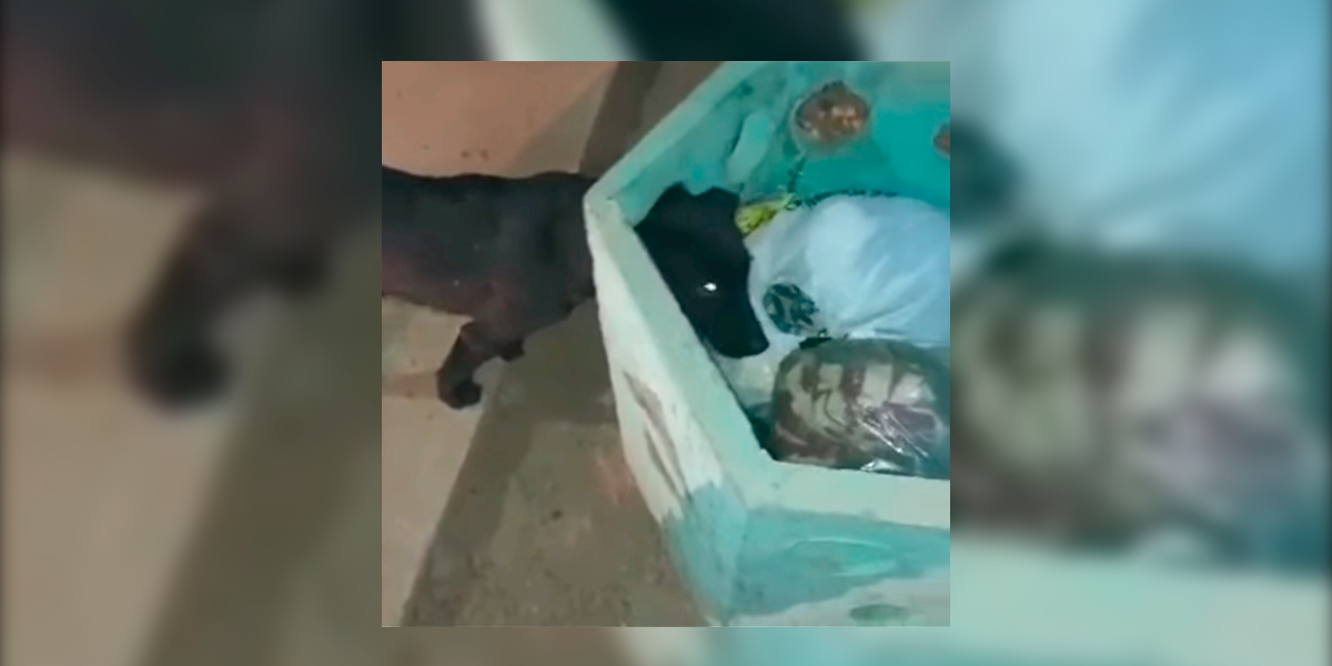 Policiais salvam co que ficou preso em lixeira. (Foto: Reproduo)