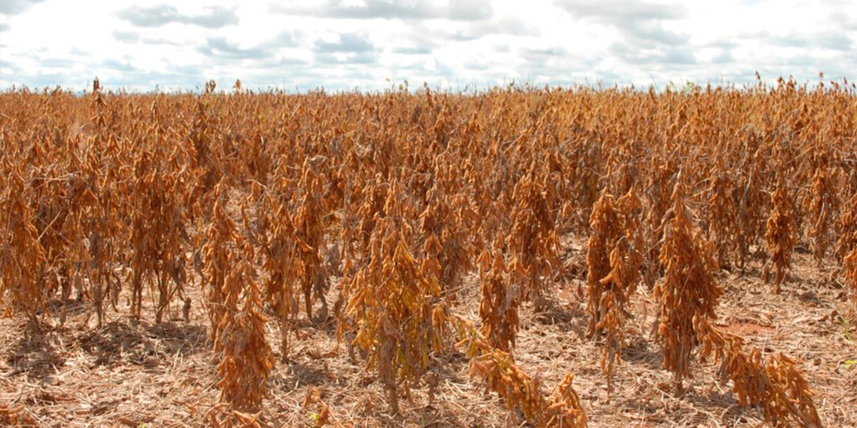 Tempo seco atrapalha o plantio de soja em Mato Grosso. (Foto: Divulgao / Adapec / Ilustrativa)